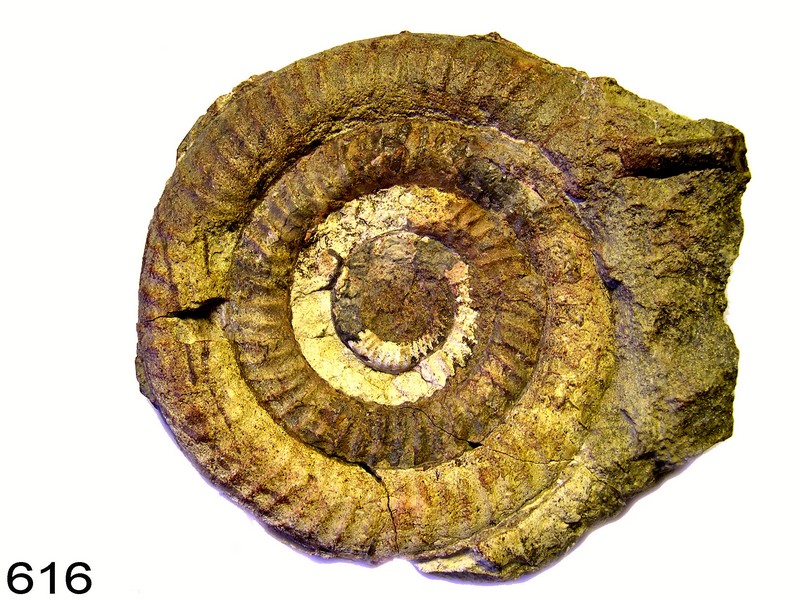Echioceras
